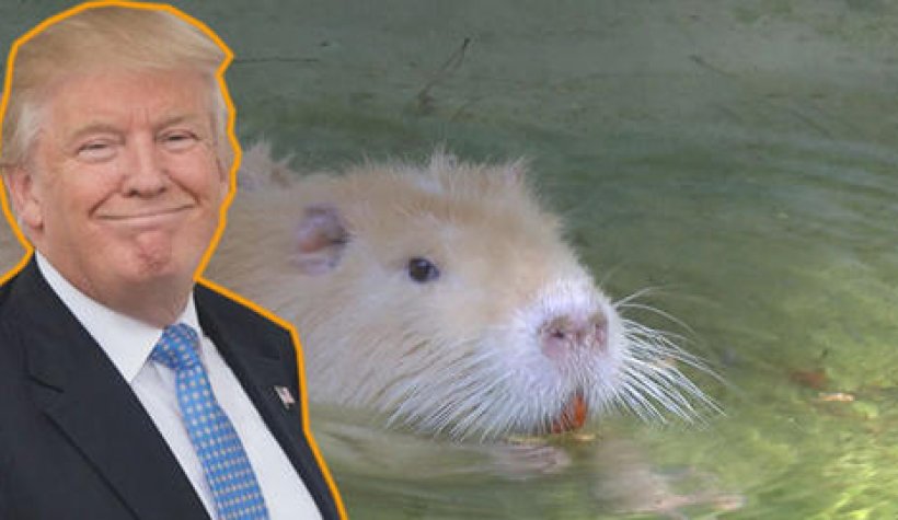 Antalya Hayvanat Bahçesi'nin Yeni Başkanı 'Sıçan Trump'