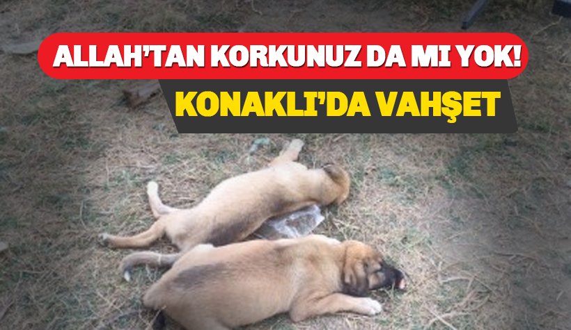 Alanya Konaklı'da canilerden köpek katliamı!