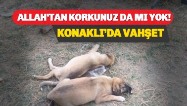 Alanya Konaklı'da canilerden köpek katliamı!