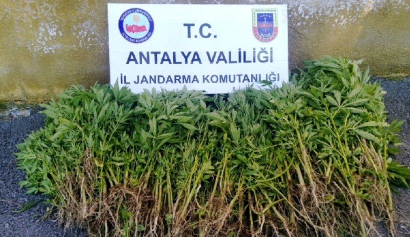 Antalya'da Uyuşturucu Operasyonu