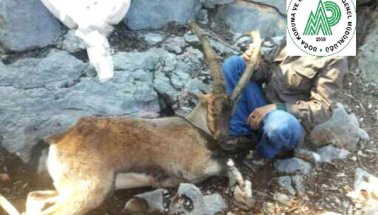 Koruma altındaki yaban keçilerini öldüren Kaçak Katillere Ceza