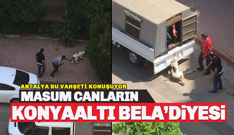 Konyaaltı Belediyesi'nin köpeklere işkence görüntüleri infiale neden oldu