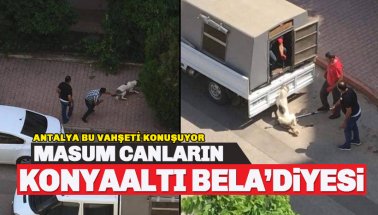 Konyaaltı Belediyesi'nin köpeklere işkence görüntüleri infiale neden oldu