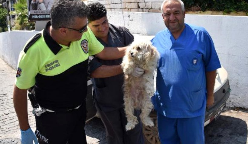 'Köpek eğitim' aracı içindeki köpek, ölmek üzereyken kurtarıldı