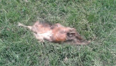 Antalya'da Başı ve Tek Bacağı kesilmiş yavru Köpek Ölüsü Bulundu