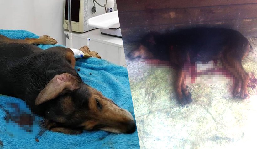 Alanya'da vahşet: Sahipsiz köpeği tüfekle vurdular