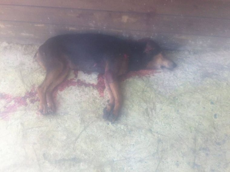 Alanya'da vahşet: Sahipsiz köpeği tüfekle vurarak katlettiler