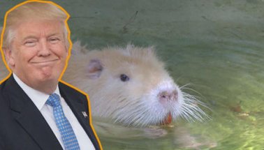 Antalya Hayvanat Bahçesi'nin Yeni Başkanı 'Sıçan Trump'