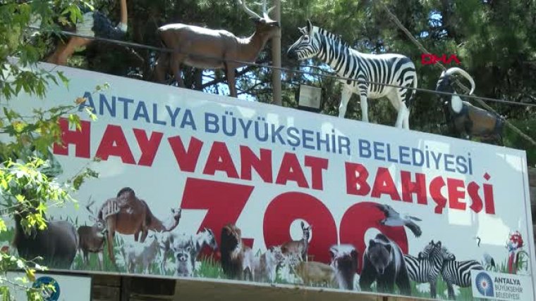 Antalya Hayvanat Bahçesinin Gözdesi 'Sıçan Trump'