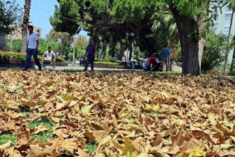 Antalya'da Erken Yaprak Dökümü Şaşkına Çevirdi