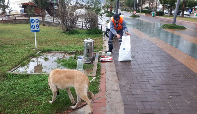 Antalya BŞB Alanya Hizmet Biriminden sokak hayvanlarına destek