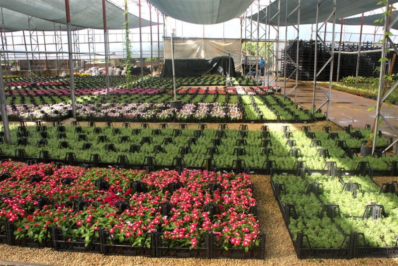 Alanya belediyesi 21 mezarlıkta 58 bin çiçek dağıtacak