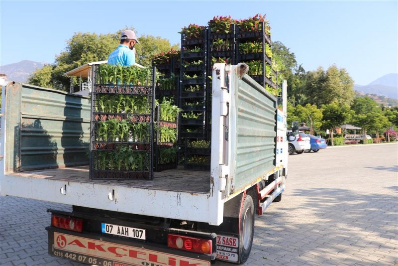 Alanya belediyesi 21 mezarlıkta 58 bin çiçek dağıtacak
