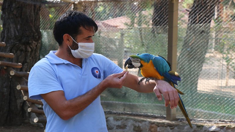 Hayvanat Bahçesi̇’ni̇n Yeni̇ Üyeleri̇ Ara Papağanlar İçi̇n Özel Yaşam Alani Yapildi