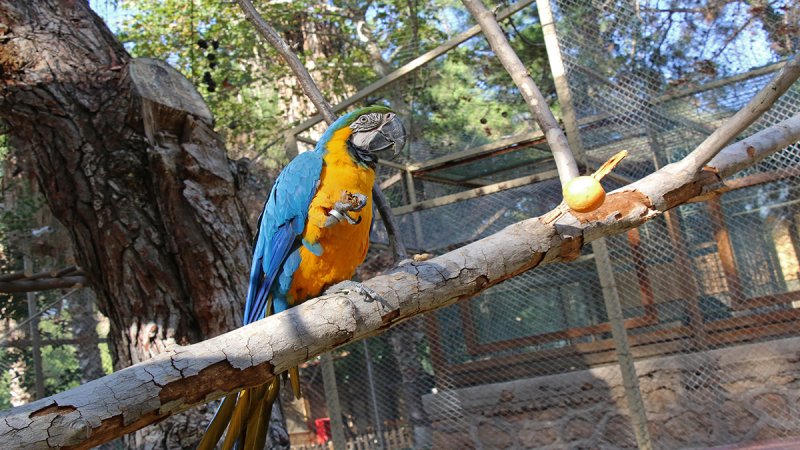 Hayvanat Bahçesi̇’ni̇n Yeni̇ Üyeleri̇ Ara Papağanlar İçi̇n Özel Yaşam Alani Yapildi