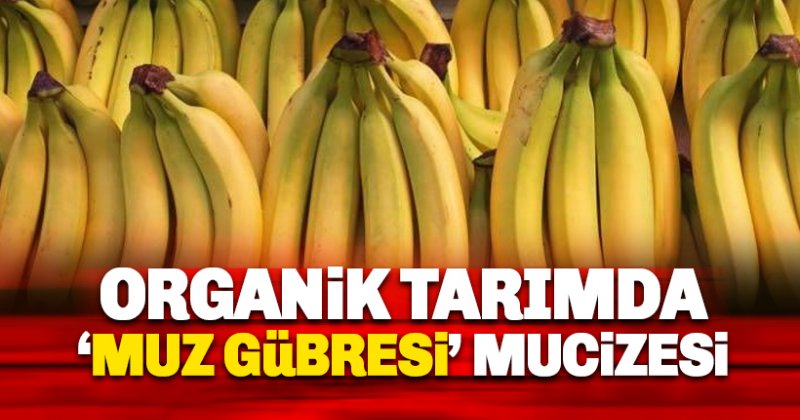 Alanya Muzu, organik Mikrobiyal gübre ile tarıma yön veriyor