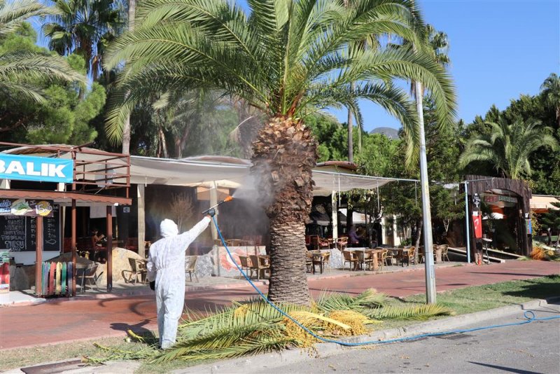 Park ve bahçeler müdürlüğü kırmızı palmiye böceğiyle mücadeleye başladı