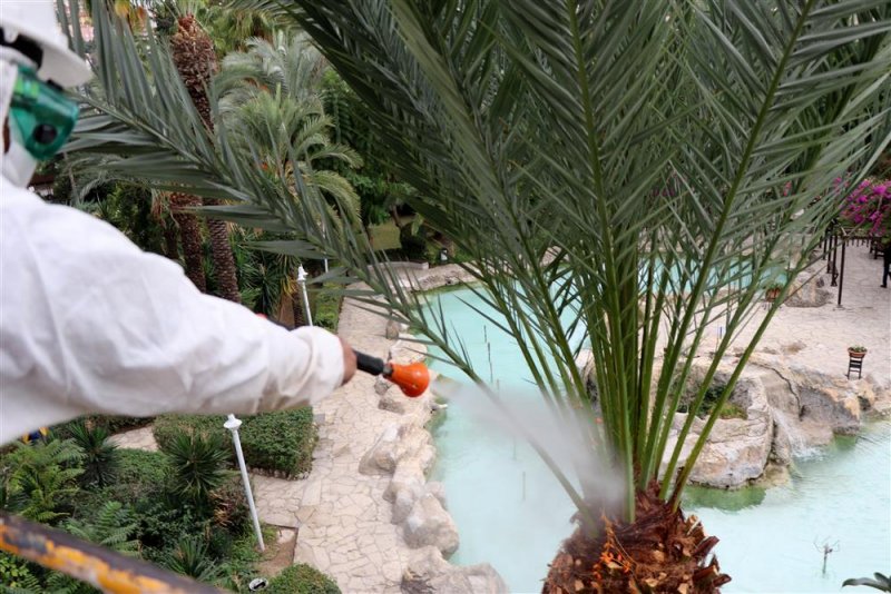 Park ve bahçeler müdürlüğü kırmızı palmiye böceğiyle mücadeleye başladı