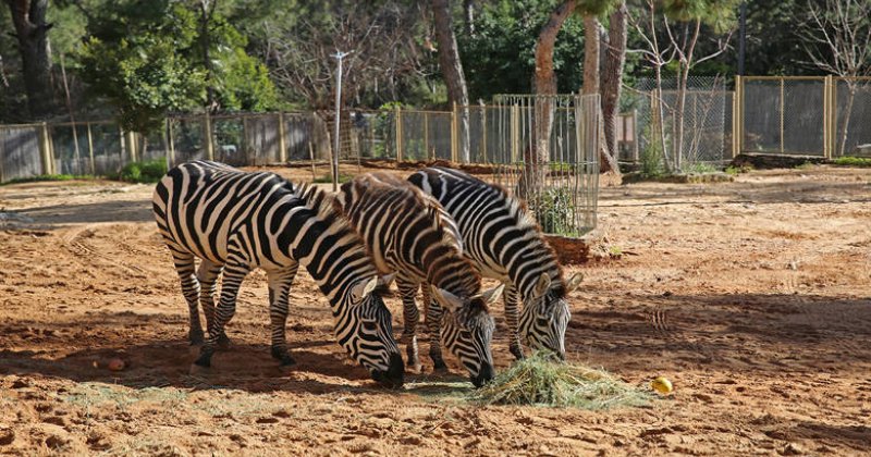 Antalya Hayvanat Bahçesi Kapılarını Ziyarete Açıyor