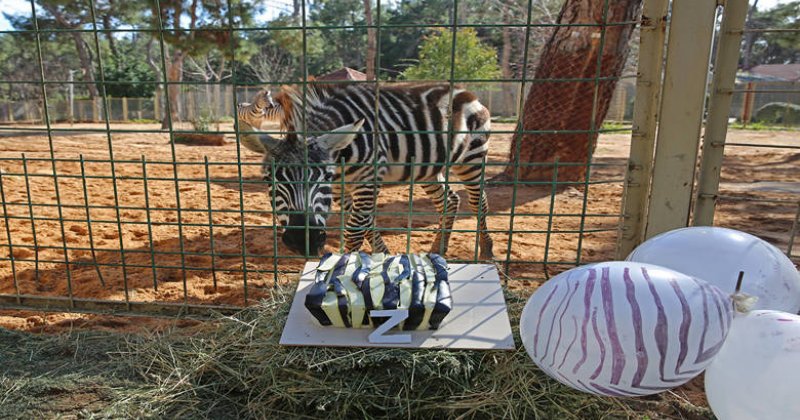 Hayvanat Bahçesi’nde Dünya Zebralar Günü Için Renkli Kutlama