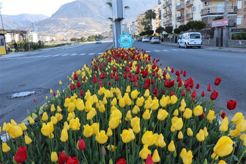 Alanya sokaklarında ilkbahar müjdecisi laleler çiçek açtı