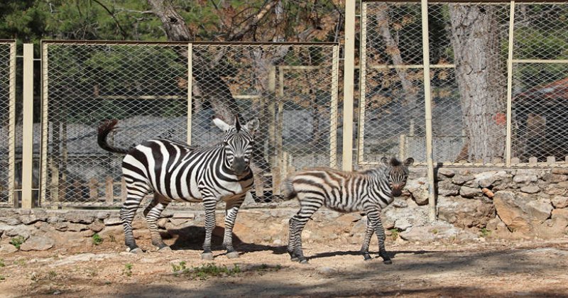 Antalya Hayvanat Bahçesi’nde Yeni Yavru Sevinci