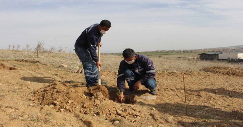 Büyükşehir Belediyesi Mezarlıkları Ağaçlandırıyor