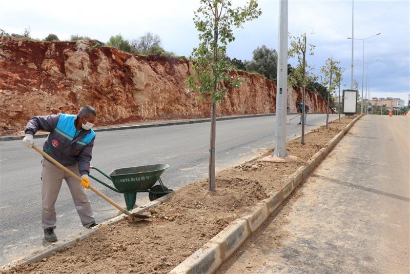 Alanya belediyesi portakal caddesi’ni yeşillendiriyor