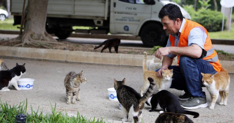 Büyükşehir Belediyesi Tam Kapanmada Sokak Hayvanlarını Unutmadı