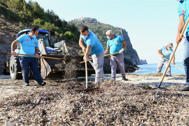 Alanya belediyesi’nden sahilde yosun temizliği