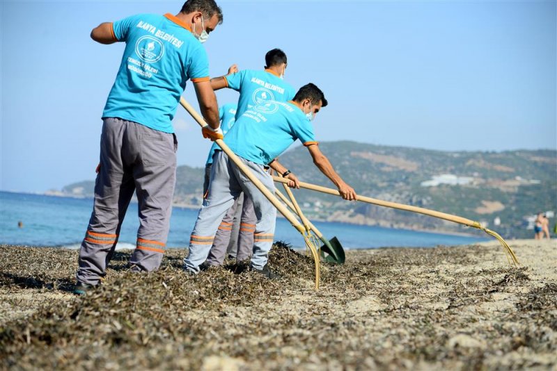 Alanya belediyesi’nden sahilde yosun temizliği