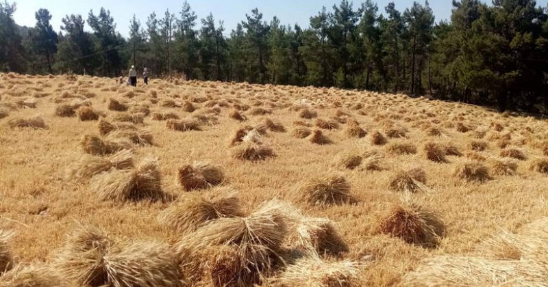 Gündoğmuş’ta Büyükşehir’in Dağıttığı Buğdaylar Hasat Edildi