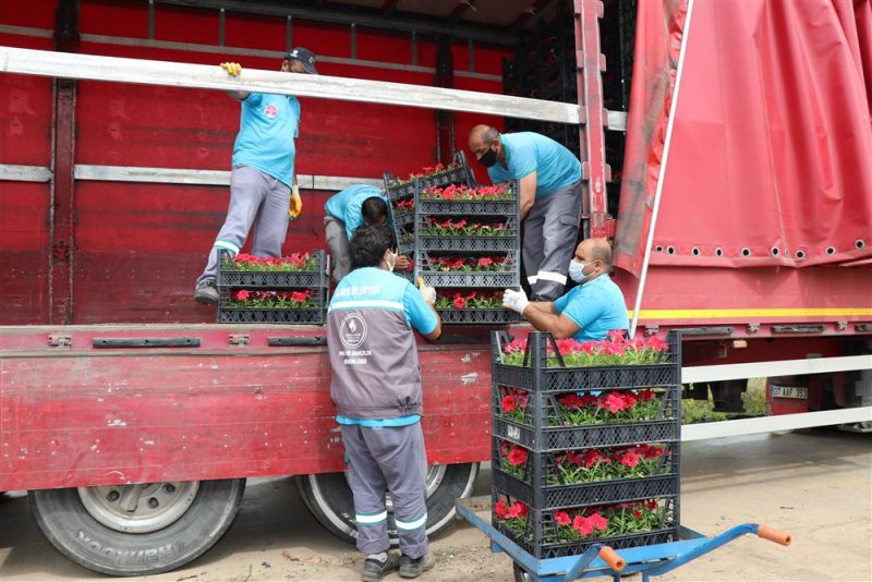 Alanya belediyesi kurban bayramında ücretsiz 61 bin çiçek dağıtacak