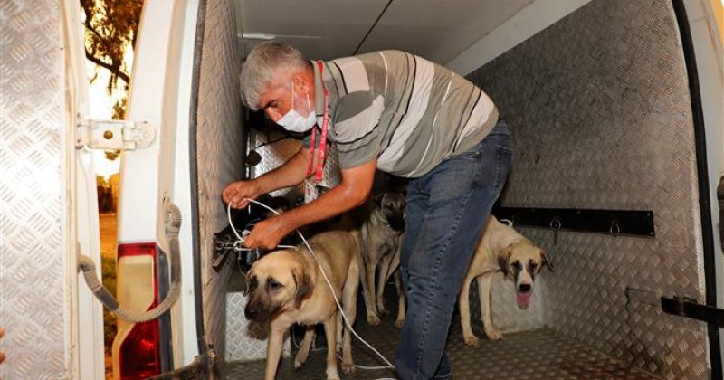 Alanya belediyesi manavgat hayvan barınağındaki can dostlara yardım eli uzattı