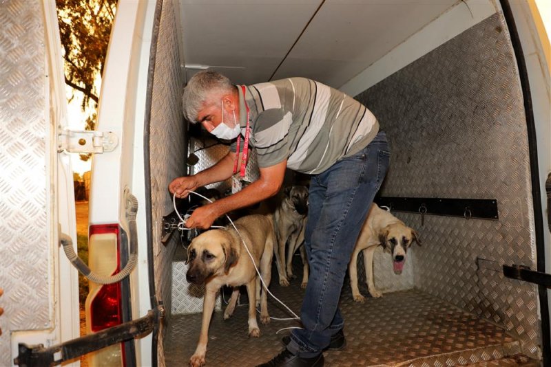 Alanya belediyesi manavgat hayvan barınağındaki can dostlara yardım eli uzattı