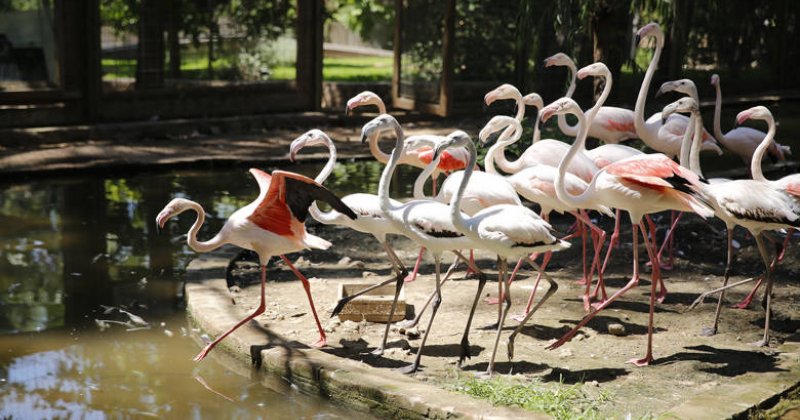 Hayvanat Bahçesi’nin  Misafirleri Flamingolar
