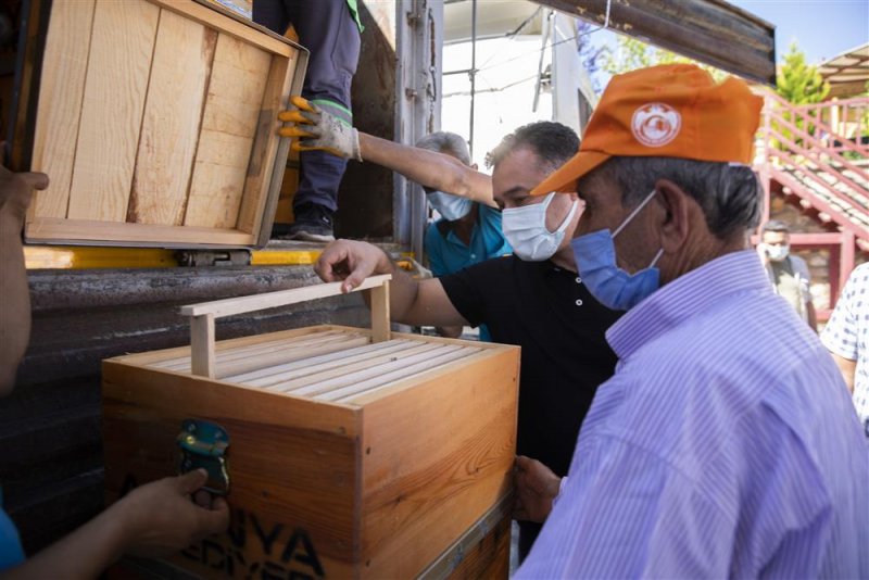 Alanya belediyesi yangın afetinde kovanları zarar gören 23 arıcıya ücretsiz 350 arı kovanı dağıttı