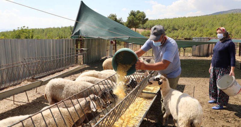 Koyunları Telef Olan Ailenin Hüznü Sevince Döndü