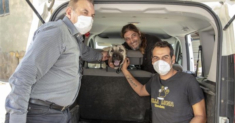 Aracın çarptığı sokak köpeği alanya belediyesi’nce yapılan tedavinin ardından sahiplendirildi