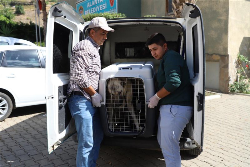 Aracın çarptığı sokak köpeği alanya belediyesi’nce yapılan tedavinin ardından sahiplendirildi