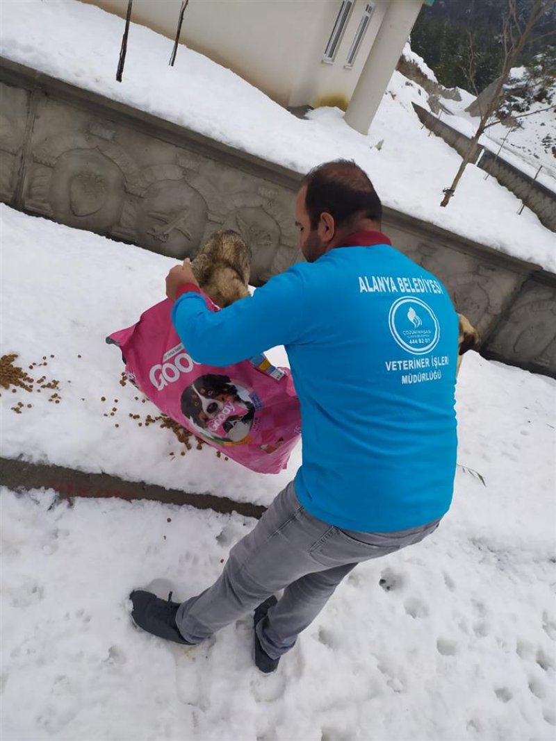 Alanya belediyesi’nden can dostlara kar altında yardım