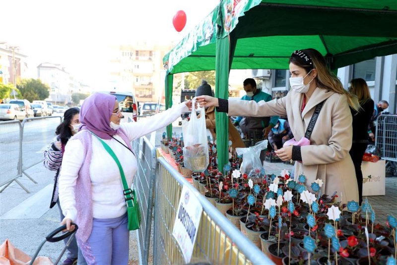 Alanya belediyesi’nden 14 şubat sürprizi 10 bin çiçeğin dağıtımına başlandı