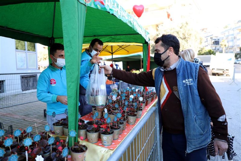 Alanya belediyesi’nden 14 şubat sürprizi 10 bin çiçeğin dağıtımına başlandı