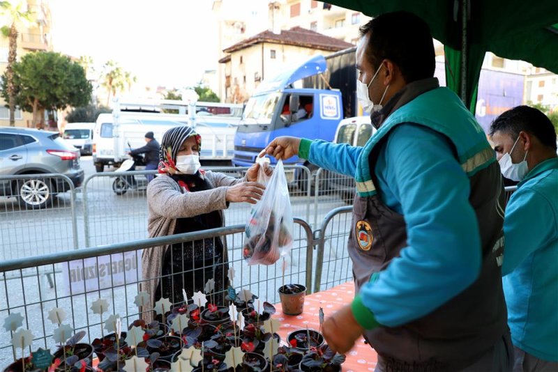 Alanya belediyesi’nden 14 şubat sürprizi 10 bin çiçeğin dağıtımına başlandı