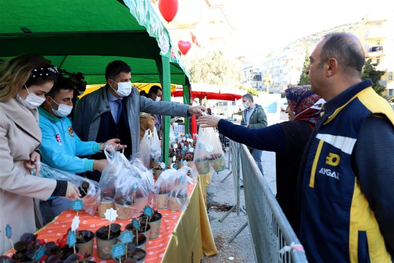 Alanya belediyesi’nden 14 şubat sürprizi 10 bin çiçeğin dağıtımına başlandı