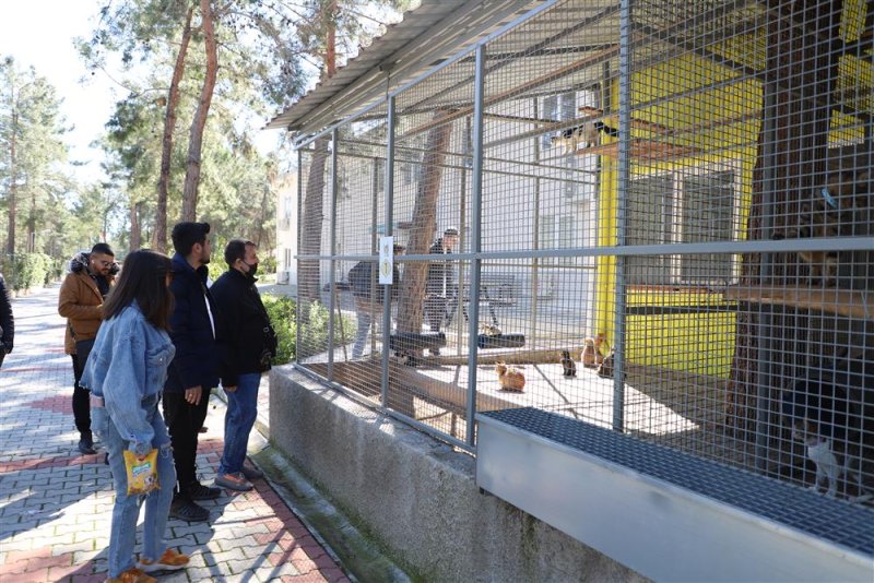 Mahmutlar esnafından örnek davranış sokak hayvanları için kampanya başlatıldı