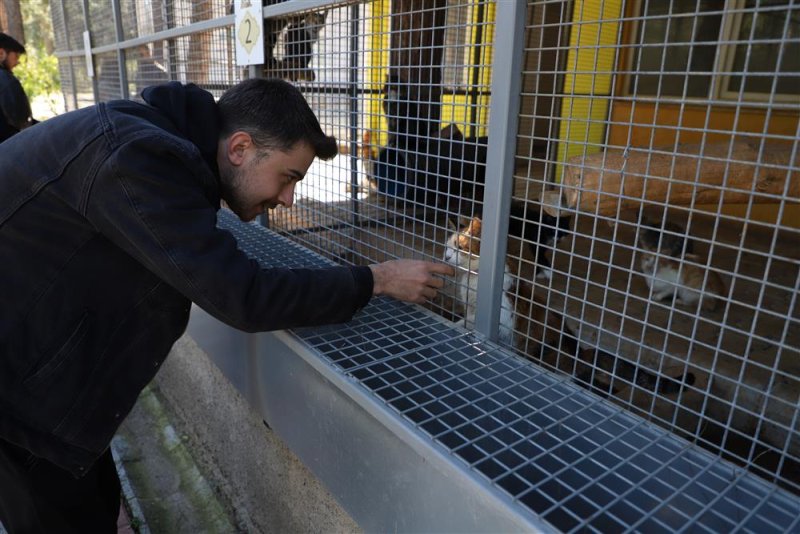 Mahmutlar esnafından örnek davranış sokak hayvanları için kampanya başlatıldı