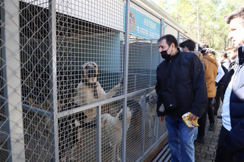 Mahmutlar esnafından örnek davranış sokak hayvanları için kampanya başlatıldı