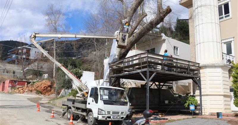 Alanya belediyesi doğa mirası ağaçları unutmadı