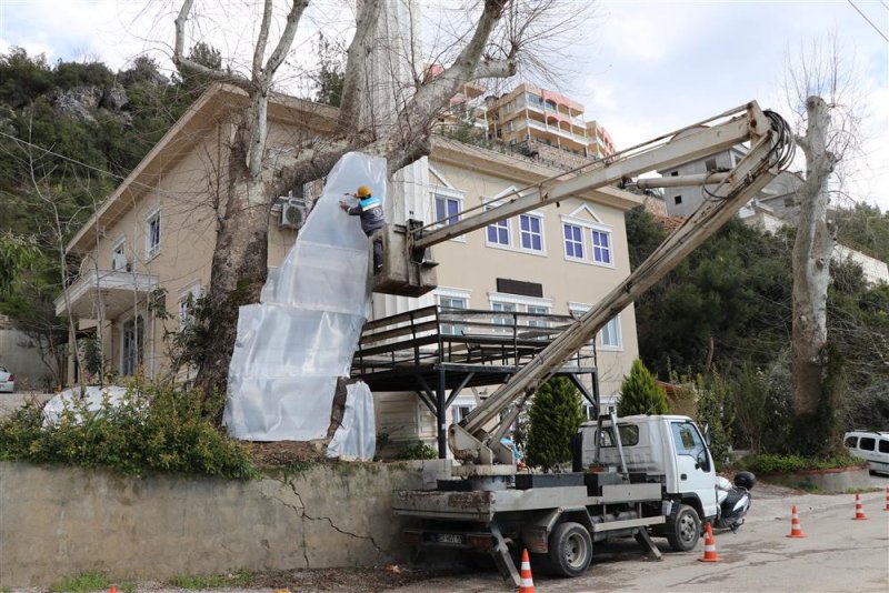 Alanya belediyesi doğa mirası ağaçları unutmadı